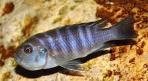 Cynotilapia Zebroides 'Chiwindi'